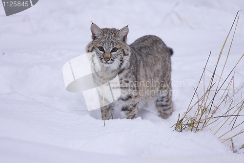 Image of Bobcat in deep white snow