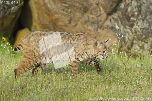 Image of Bobcat in deep green grass