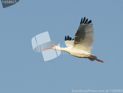 Image of White Ibis, Eudocimus albus