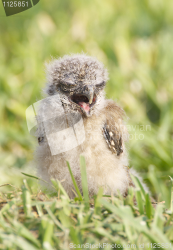 Image of Burrowing Owl, Athene cunicularia