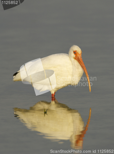 Image of White Ibis, Eudocimus albus