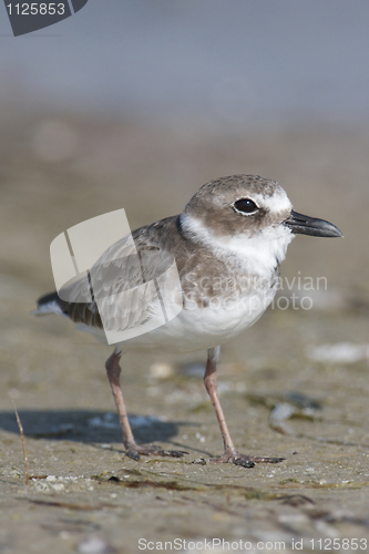 Image of Wilson's Plover, Charadrius wilsonia