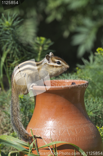 Image of Siberian Chipmunk