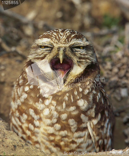 Image of Burrowing Owl, Athene cunicularia