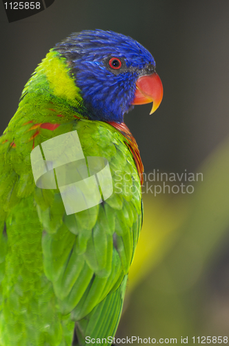 Image of Lorikeet portrait