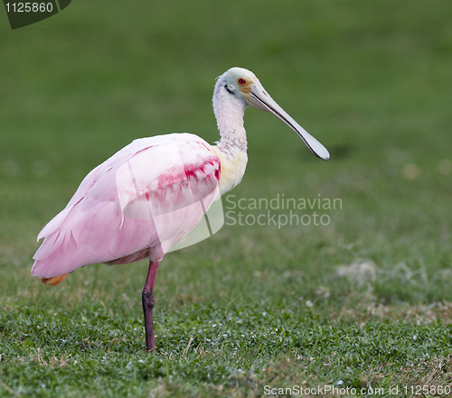 Image of Roseate Spoonbill, Platalea ajaja