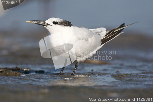 Image of Sandwich Tern, Thalasseus sandvicensis