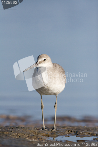 Image of Eastern Willet, Tringa semipalmata