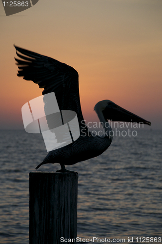 Image of Brown Pelican, Pelecanus occidentalis