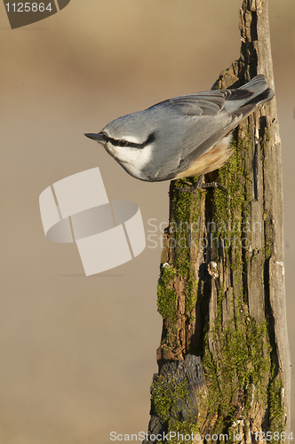 Image of Eurasian Nuthatch, Sitta europaea