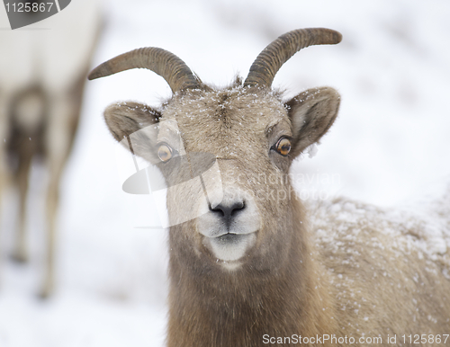 Image of Bighorn Sheep