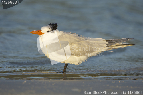 Image of Royal Tern, Sterna maxima