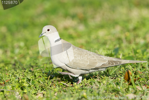 Image of Eurasian Collared Dove, Streptopelia decaocto