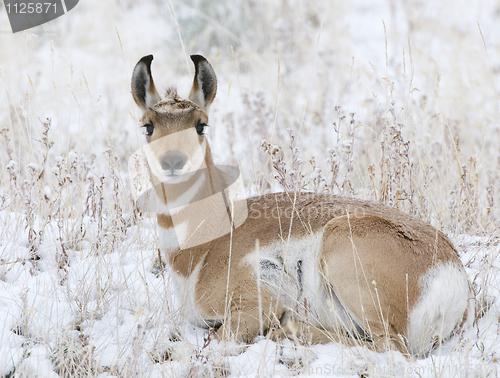 Image of Pronghorn