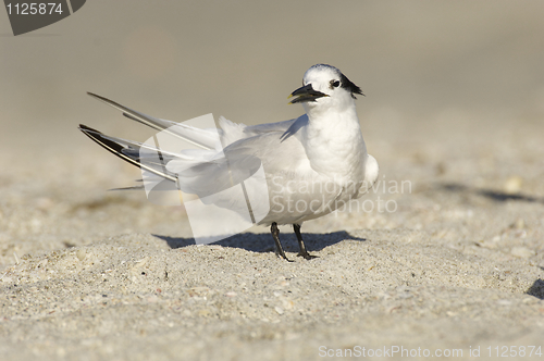 Image of Sandwich Tern, Thalasseus sandvicensis