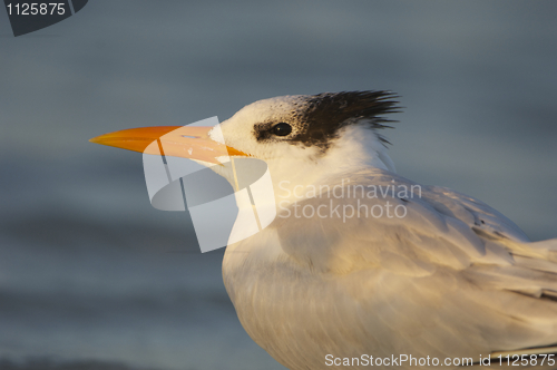 Image of Royal Tern, Sterna maxima