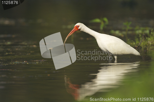 Image of White Ibis, Eudocimus albus