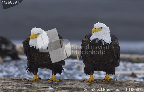 Image of Alaskan Bald Eagle