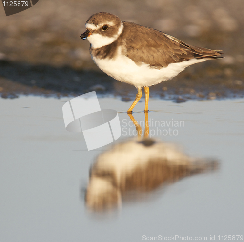 Image of Semipalmated Plover, Charadrius semipalmatus