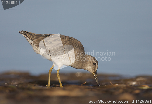 Image of Short-billed Dowitcher, Limnodromus griscus