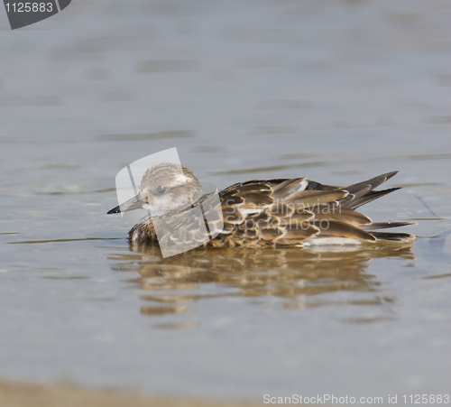 Image of Ruddy Turnstone, Arenaria interpres