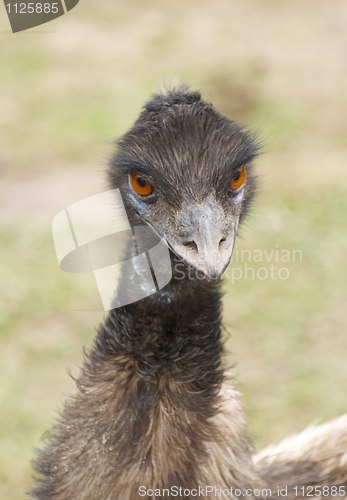 Image of Emu portrait 