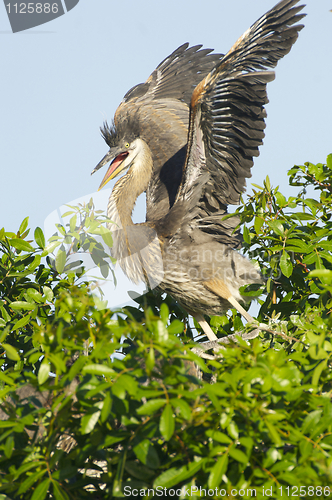 Image of Great Blue Heron, Ardea herodias