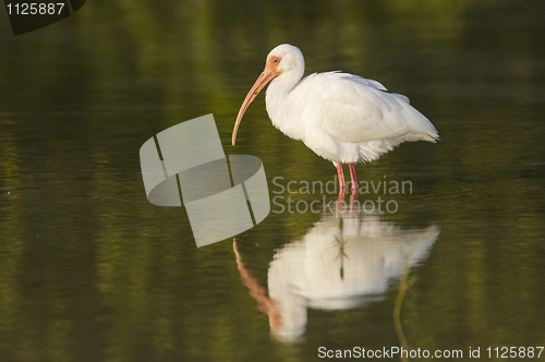 Image of White Ibis, Eudocimus albus