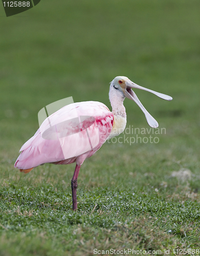 Image of Roseate Spoonbill, Platalea ajaja