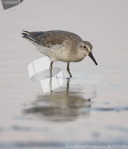 Image of Red Knot, Calidris canutus