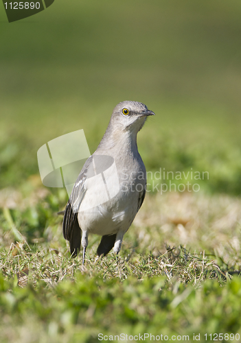 Image of Northern Mockingbird, Mimus polyglottos