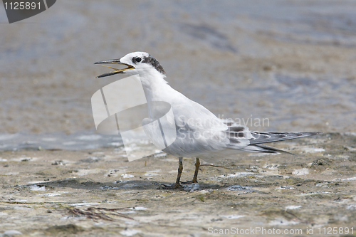 Image of Sandwich Tern, Thalasseus sandvicensis