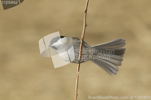 Image of Willow Tit