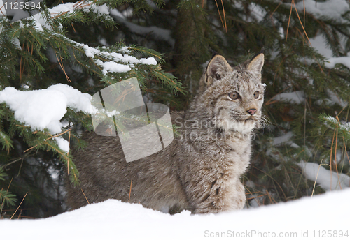 Image of Lynx