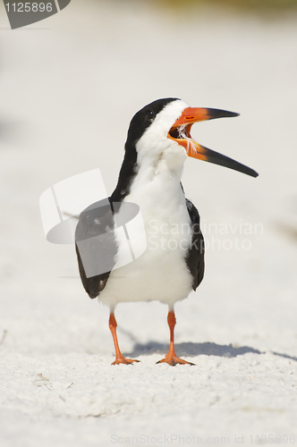 Image of Black Skimmer, Rynchops niger