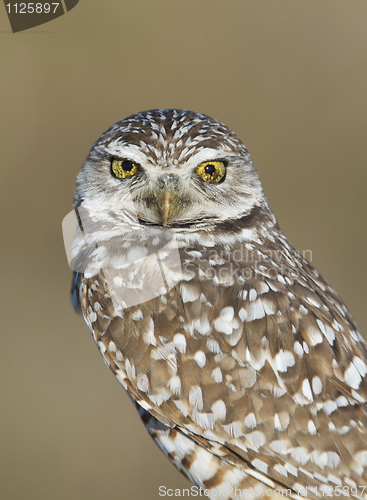 Image of Burrowing Owl, Athene cunicularia