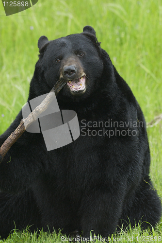 Image of Black Bear