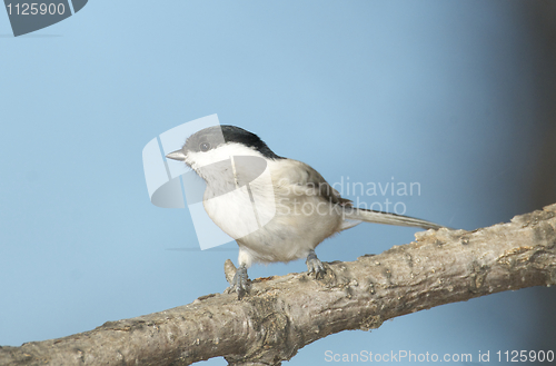 Image of Willow Tit, Parus montanus