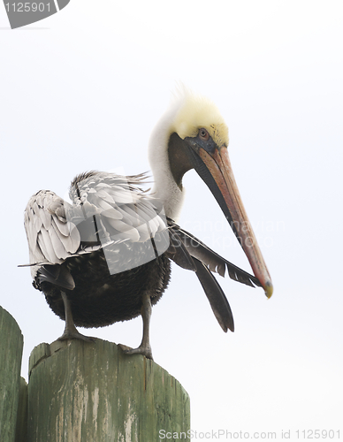 Image of Brown Pelican, Pelecanus occidentalis