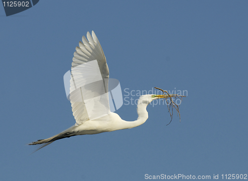 Image of Great Egret, Ardea alba