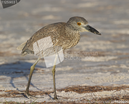 Image of Adult Yellow-crowned Night Heron, Nyctanassa violacea