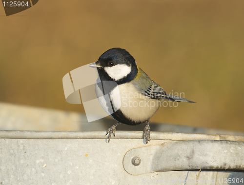 Image of Great Tit, Parus major