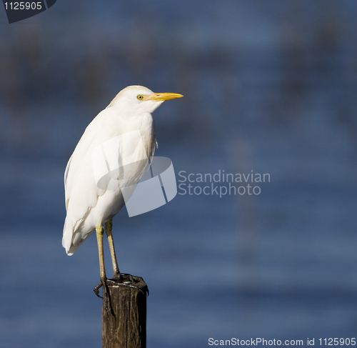 Image of Cattle Egret, Bubulcus ibis