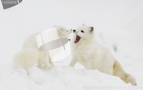 Image of Arctic Fox