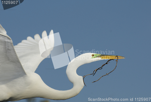 Image of Great Egret, Ardea alba