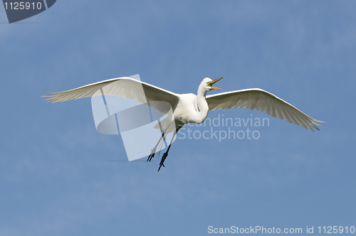 Image of Great Egret, Ardea alba