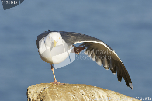 Image of Western Gull, Larus occidentalis