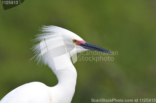 Image of Snowy Egret, Egretta thula