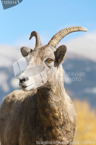 Image of Bighorn Sheep