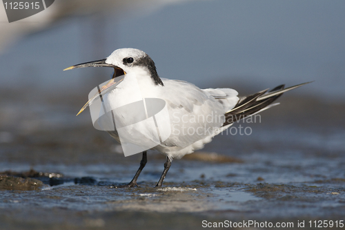 Image of Sandwich Tern, Thalasseus sandvicensis